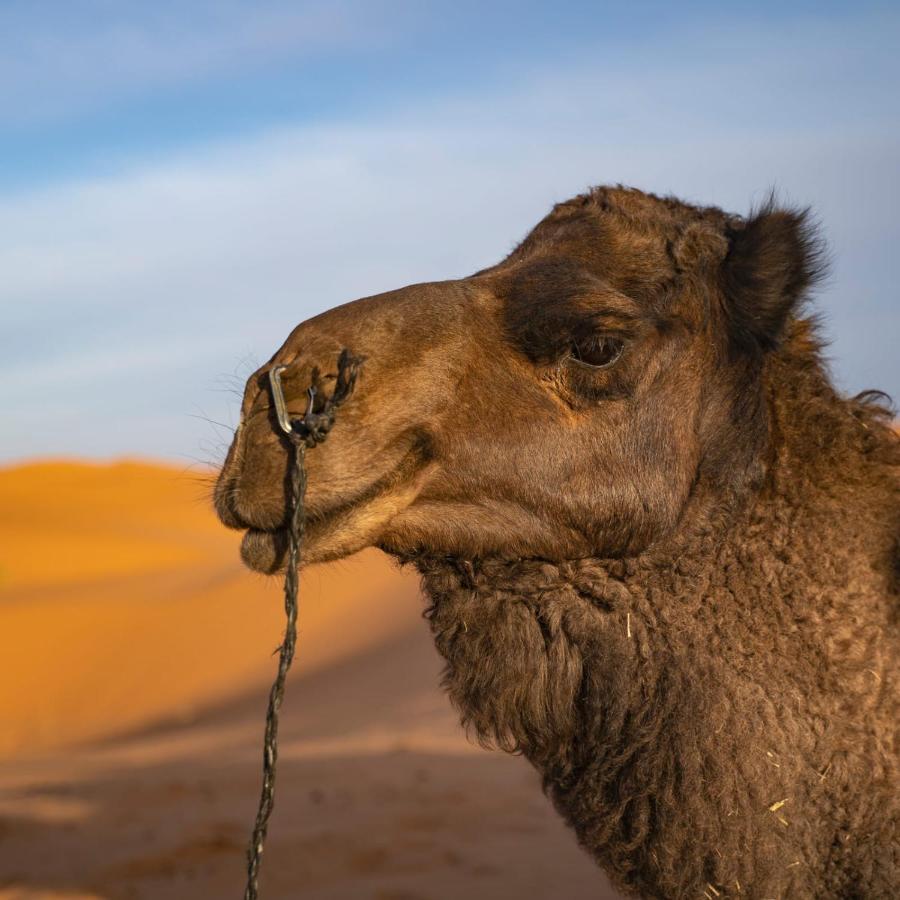 Authentic Desert Luxury Camp Merzouga Esterno foto